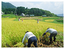 田舎体験の様子