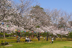 城山公園の桜