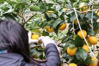 uchiura_lemon